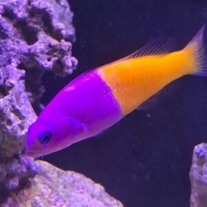 Pseudochromis Paccagnellae
