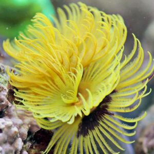 Sabellastarte Yellow (Tube worm)