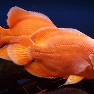 Astronotus Ocellatus Red Albino