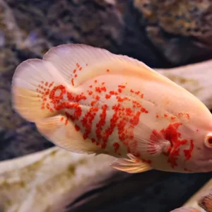 Astronotus Ocellatus Red