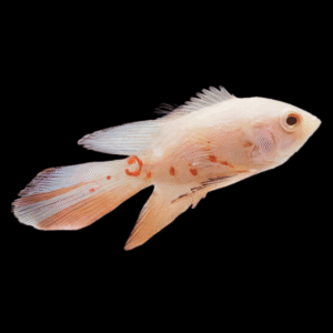 Astronotus Ocellatus Red Tiger Albino Longfin