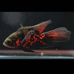 Astronotus Ocellatus Red Tiger Longfin
