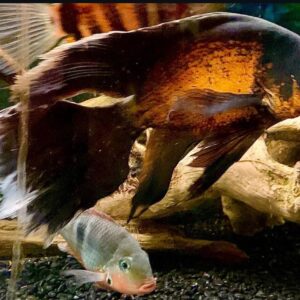 Astronotus Ocellatus Red Longfin
