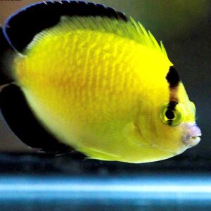 Apolemichthys Xanthopunctatus Juvenil - tank bred