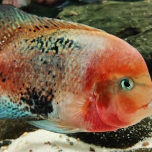 Vieja Synspilum Blue Spotted