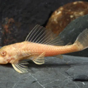 Hypostomus Plecostomus Albino