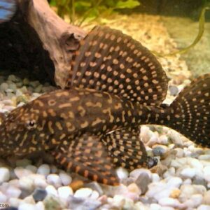 Pterygoplichthys Gibbiceps