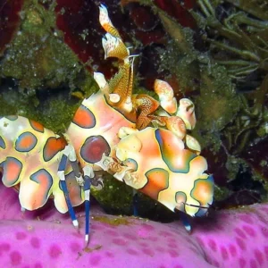 Hymenocera Picta