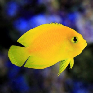 Centropyge Heraldi
