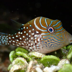 Canthigaster Amboinensis