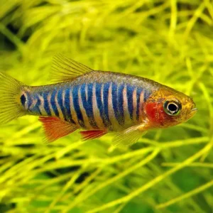 Microrasbora Erythromicon