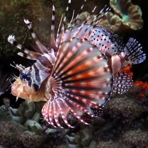 Dendrochirus Zebra (Zebra lionfish)