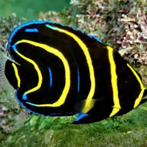 Pomacanthus Zonipectus Juvenil - tank bred