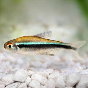 Paracheirodon Herbertaxelrodi