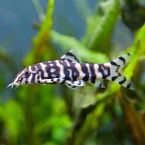 Botia Lohachata