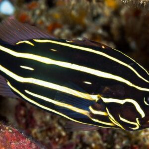 Grammistes Sexlineatus