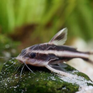 Platydoras Costatus