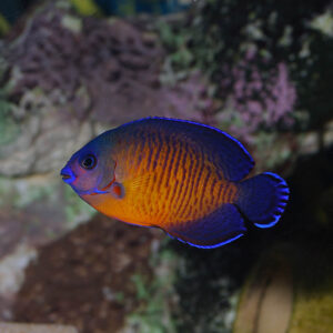 Centropyge Bispinosa