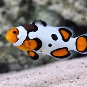 Amphiprion Percula premium black picasso - tank breed