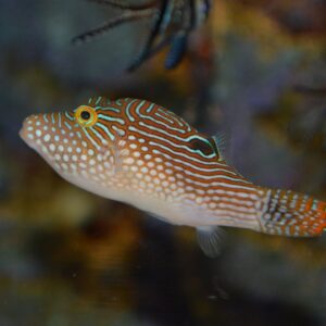 Canthigaster Petersii
