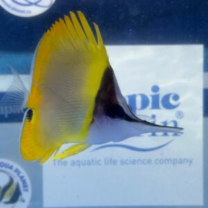 Forcipiger Wanai