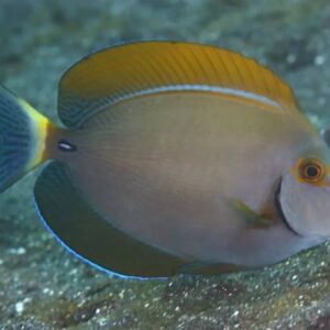 Achanturus Dussumieri Subadult