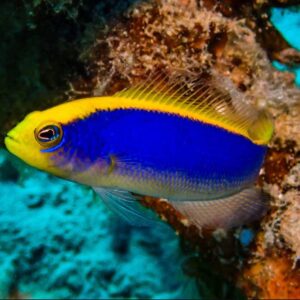 Pseudochromis Flavivertex
