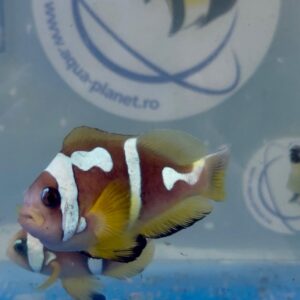 Amphiprion Bicinctus Spot Cinctus L