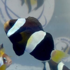 Amphiprion Milii L