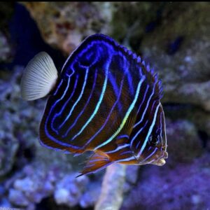 Pomacanthus Annularis- Blue Ring Angelfish - Juvenil