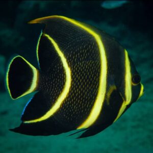 Pomacanthus Paru - Juvenil