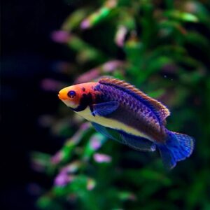 Cirrhilabrus Solorensis - Male