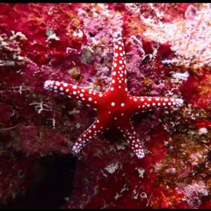 Fromia Ghardaqana - Royal Tile Starfish