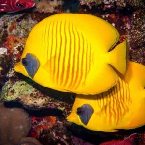 Chaetodon semilarvatus - Bluecheek butterflyfish
