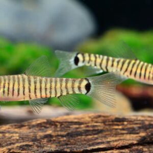 Botia - Yunnanilus Cruciatus