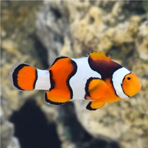 Amphiprion Percula (Black) - L