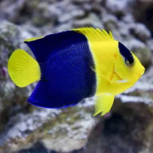Centropyge Bicolor