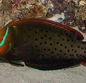 Coris Formosa Adult