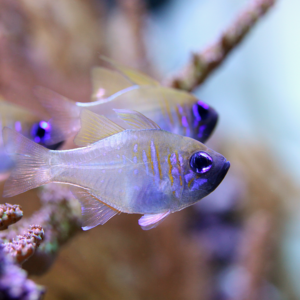 Zoramia Leptacantha - Ghost Cardinalfish