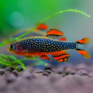 Microrasbora Galaxy