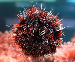 Tripneustes Gratilla Red
