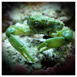 Mithrax Sculptus (Emerald crab)