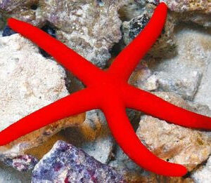 Linckia Sp - Red Starfish
