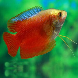 Colisa Lalia Red Neon Male
