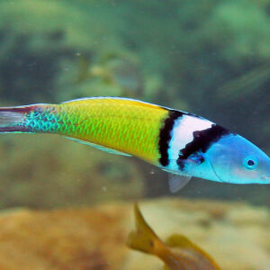 Thalassoma Bifasciatum