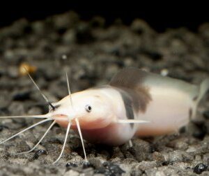 Clarias Batracus Marbel
