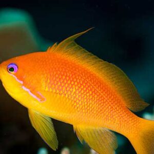 Pseudanthias Squamipinnis (Female)