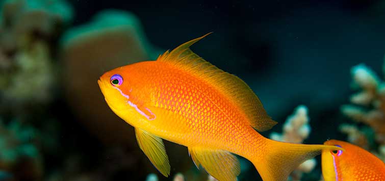 Pseudanthias Squamipinnis (Female)