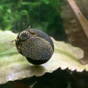 Viviparus Sp Snail Orange River