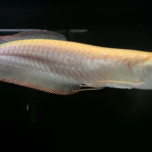 Osteoglossum Bicirrhosum Albino